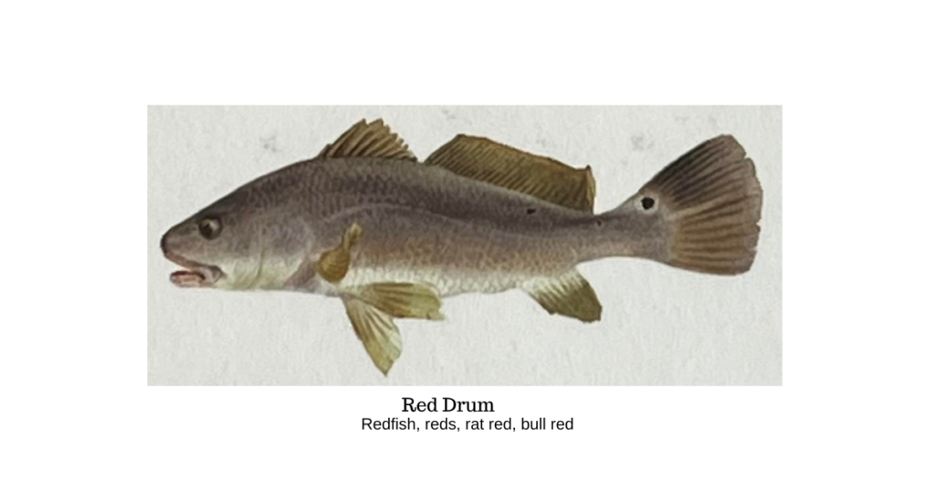 Red Drum 1