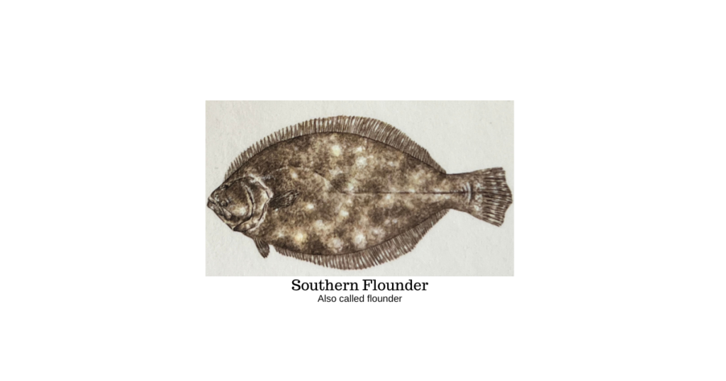 Southern Flounder 1