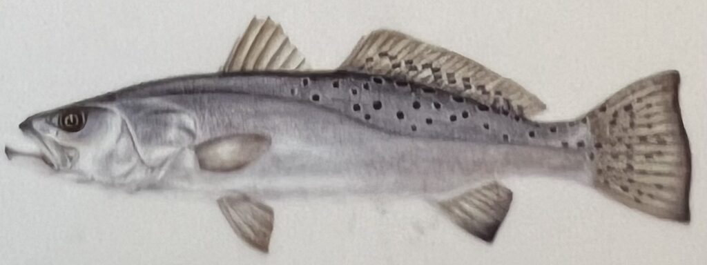 Spotted Seatrout