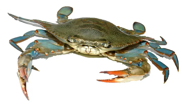 Blue Crab